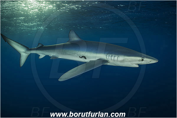 Azores, Portugal, Atlantic ocean, Prionace glauca, Prionace, Carcharhinidae, Elasmobranchii, Blue shark, Shark, Fish