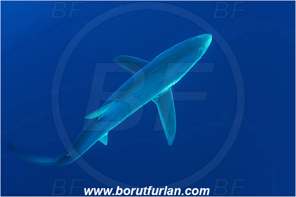 Azores, Portugal, Atlantic ocean, Prionace glauca, Prionace, Carcharhinidae, Elasmobranchii, Blue shark, Shark, Fish