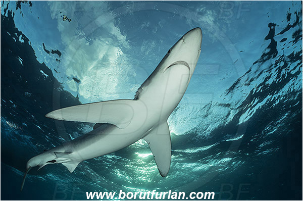 Azores, Portugal, Atlantic ocean, Prionace glauca, Prionace, Carcharhinidae, Elasmobranchii, Blue shark, Shark, Fish