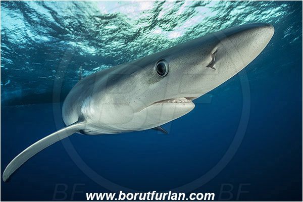 Azores, Portugal, Atlantic ocean, Prionace glauca, Prionace, Carcharhinidae, Elasmobranchii, Blue shark, Shark, Fish, Portrait