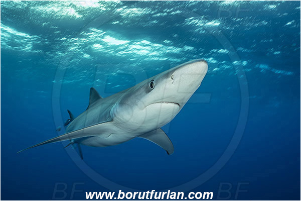 Azores, Portugal, Atlantic ocean, Prionace glauca, Prionace, Carcharhinidae, Elasmobranchii, Blue shark, Shark, Fish, Portrait