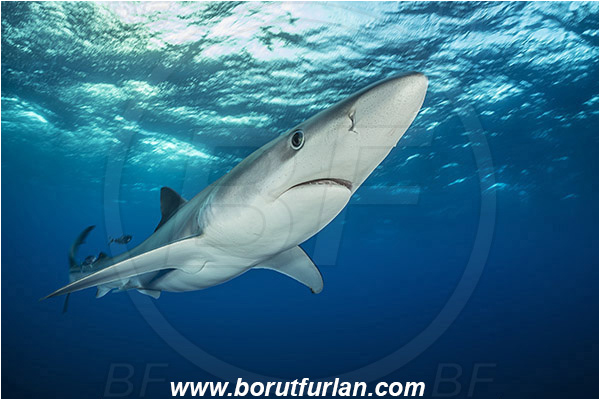 Azores, Portugal, Atlantic ocean, Prionace glauca, Prionace, Carcharhinidae, Elasmobranchii, Blue shark, Shark, Fish, Portrait