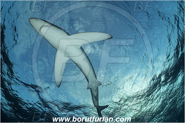 Azores, Portugal, Atlantic ocean, Prionace glauca, Prionace, Carcharhinidae, Elasmobranchii, Blue shark, Shark, Fish