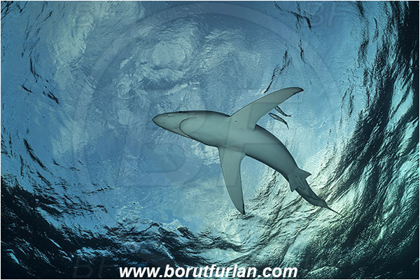 Azores, Portugal, Atlantic ocean, Prionace glauca, Prionace, Carcharhinidae, Elasmobranchii, Blue shark, Shark, Fish