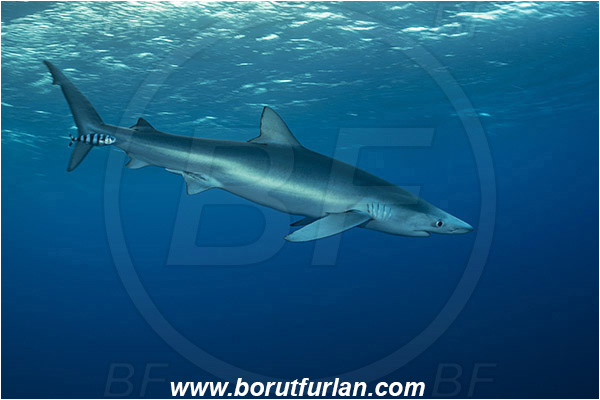 Azores, Portugal, Atlantic ocean, Prionace glauca, Prionace, Carcharhinidae, Elasmobranchii, Blue shark, Shark, Fish