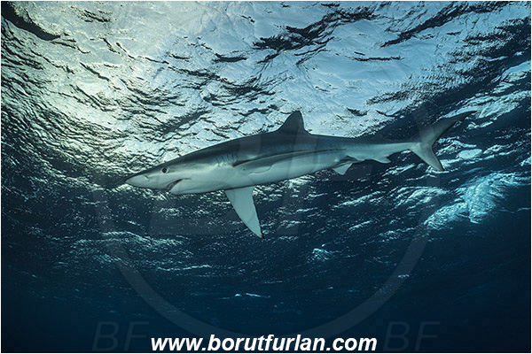 Azores, Portugal, Atlantic ocean, Prionace glauca, Prionace, Carcharhinidae, Elasmobranchii, Blue shark, Shark, Fish