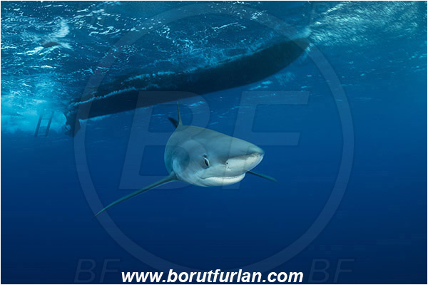 Azores, Portugal, Atlantic ocean, Prionace glauca, Prionace, Carcharhinidae, Elasmobranchii, Blue shark, Shark, Fish, Portrait, Boat, Diving boat