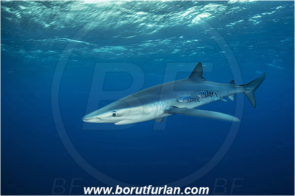 Azores, Portugal, Atlantic ocean, Prionace glauca, Prionace, Carcharhinidae, Elasmobranchii, Blue shark, Shark, Fish