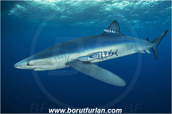 Azores, Portugal, Atlantic ocean, Prionace glauca, Prionace, Carcharhinidae, Elasmobranchii, Blue shark, Shark, Fish