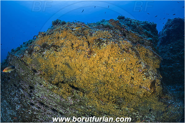 Princess Alice, Azores, Portugal, Atlantic ocean, Parazoanthus axinellae, Parazoanthus, Parazoanthidae, Yellow cluster anemone, Anemone, Anthozoa, Cnidaria, Cnidarian, Reef