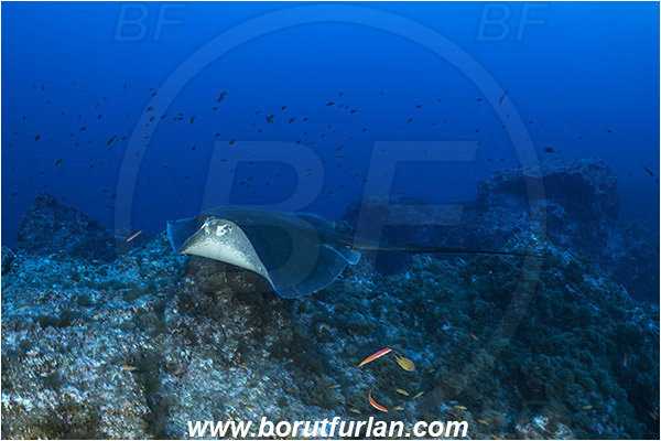 Princess Alice, Azores, Portugal, Atlantic ocean, Taeniura grabata, Taeniura, Dasyatidae, Elasmobranchii, Round fantail stingray, Stingray, Fish, Reef