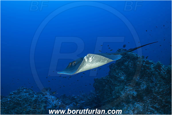 Princess Alice, Azores, Portugal, Atlantic ocean, Taeniura grabata, Taeniura, Dasyatidae, Elasmobranchii, Round fantail stingray, Stingray, Fish, Reef