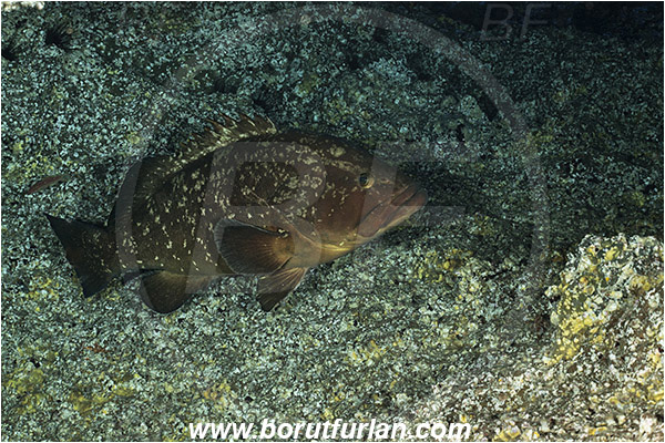 Princess Alice, Azores, Portugal, Atlantic ocean, Epinephelus marginatus, Epinephelus, Serranidae, Dusky grouper, Grouper, Fish, Reef