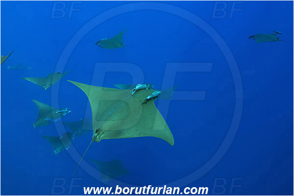 Princess Alice, Azores, Portugal, Atlantic ocean, Mobula tarapacana, Mobula, Myliobatidae, Elasmobranchii, Sicklefin devil fish, Chilean devil ray, Devil ray, Fish, Fish school