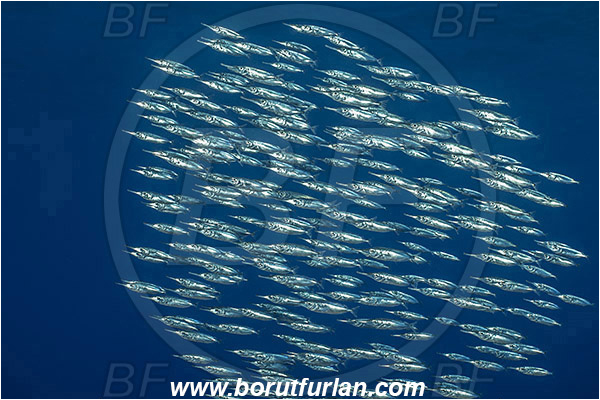 Azores, Portugal, Atlantic ocean, Macroramphosus scolopax, Macroramphosus, Centriscidae, Longspine snipefish, Snipefish, Fish, Fish school