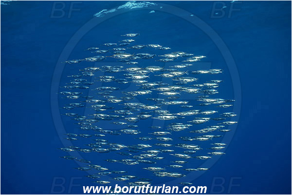 Azores, Portugal, Atlantic ocean, Macroramphosus scolopax, Macroramphosus, Centriscidae, Longspine snipefish, Snipefish, Fish, Fish school