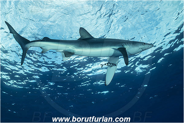 Azores, Portugal, Atlantic ocean, Prionace glauca, Prionace, Carcharhinidae, Elasmobranchii, Blue shark, Shark, Fish