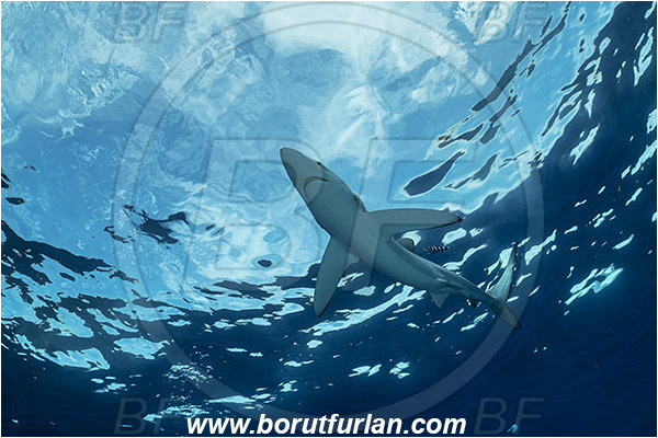 Azores, Portugal, Atlantic ocean, Prionace glauca, Prionace, Carcharhinidae, Elasmobranchii, Blue shark, Shark, Fish