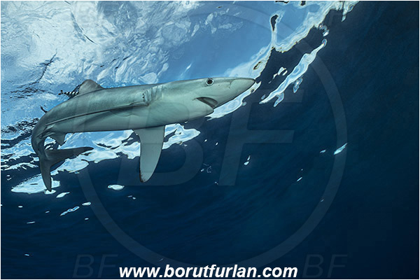 Azores, Portugal, Atlantic ocean, Prionace glauca, Prionace, Carcharhinidae, Elasmobranchii, Blue shark, Shark, Fish