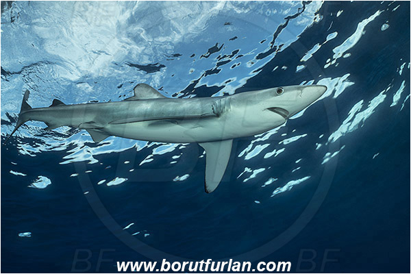 Azores, Portugal, Atlantic ocean, Prionace glauca, Prionace, Carcharhinidae, Elasmobranchii, Blue shark, Shark, Fish