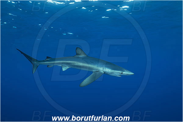 Azores, Portugal, Atlantic ocean, Prionace glauca, Prionace, Carcharhinidae, Elasmobranchii, Blue shark, Shark, Fish