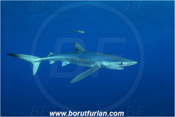 Azores, Portugal, Atlantic ocean, Prionace glauca, Prionace, Carcharhinidae, Elasmobranchii, Blue shark, Shark, Fish