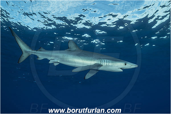 Azores, Portugal, Atlantic ocean, Prionace glauca, Prionace, Carcharhinidae, Elasmobranchii, Blue shark, Shark, Fish