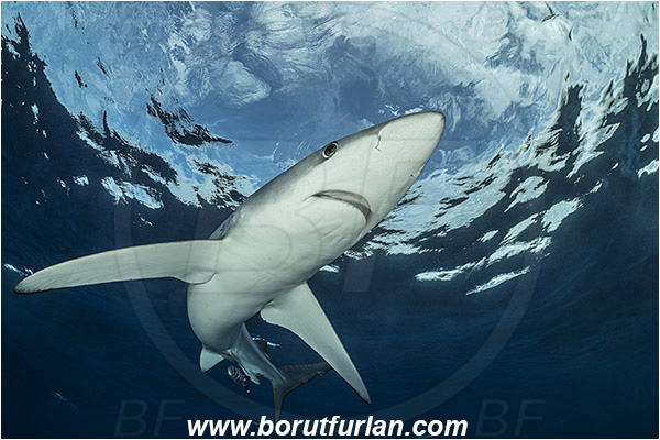 Azores, Portugal, Atlantic ocean, Prionace glauca, Prionace, Carcharhinidae, Elasmobranchii, Blue shark, Shark, Fish