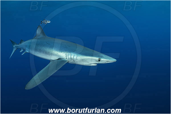 Azores, Portugal, Atlantic ocean, Prionace glauca, Prionace, Carcharhinidae, Elasmobranchii, Blue shark, Shark, Fish