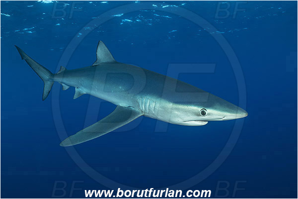 Azores, Portugal, Atlantic ocean, Prionace glauca, Prionace, Carcharhinidae, Elasmobranchii, Blue shark, Shark, Fish
