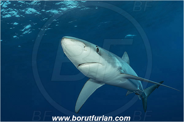 Azores, Portugal, Atlantic ocean, Prionace glauca, Prionace, Carcharhinidae, Elasmobranchii, Blue shark, Shark, Fish