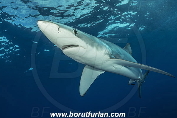 Azores, Portugal, Atlantic ocean, Prionace glauca, Prionace, Carcharhinidae, Elasmobranchii, Blue shark, Shark, Fish