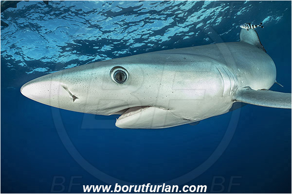 Azores, Portugal, Atlantic ocean, Prionace glauca, Prionace, Carcharhinidae, Elasmobranchii, Blue shark, Shark, Fish, Portrait