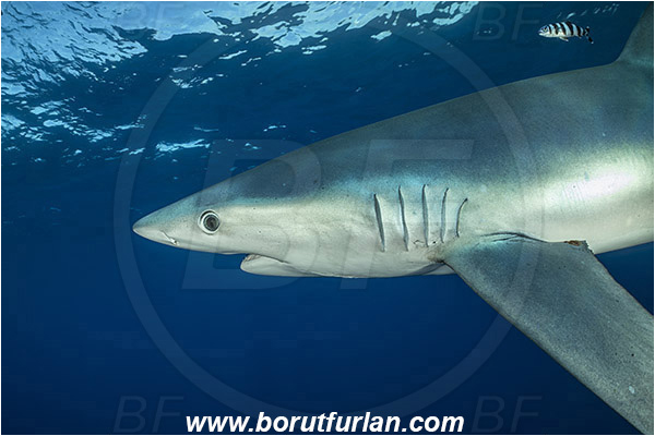 Azores, Portugal, Atlantic ocean, Prionace glauca, Prionace, Carcharhinidae, Elasmobranchii, Blue shark, Shark, Fish, Portrait