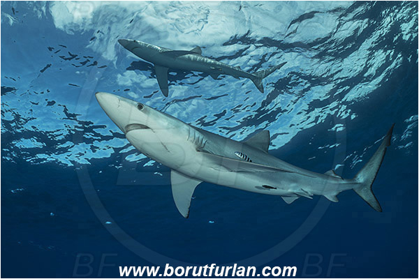 Azores, Portugal, Atlantic ocean, Prionace glauca, Prionace, Carcharhinidae, Elasmobranchii, Blue shark, Shark, Fish