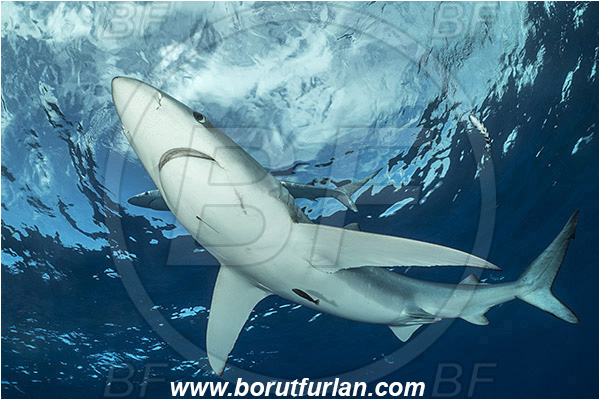 Azores, Portugal, Atlantic ocean, Prionace glauca, Prionace, Carcharhinidae, Elasmobranchii, Blue shark, Shark, Fish