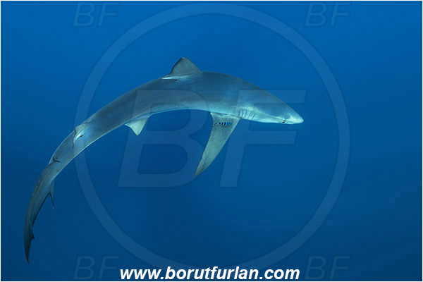 Azores, Portugal, Atlantic ocean, Prionace glauca, Prionace, Carcharhinidae, Elasmobranchii, Blue shark, Shark, Fish