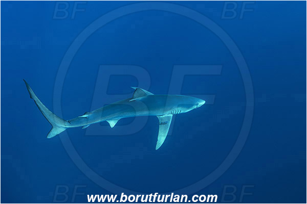 Azores, Portugal, Atlantic ocean, Prionace glauca, Prionace, Carcharhinidae, Elasmobranchii, Blue shark, Shark, Fish
