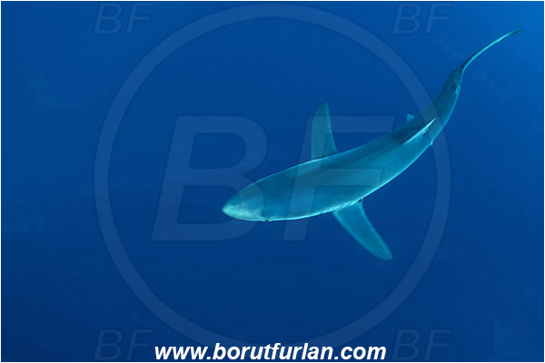 Azores, Portugal, Atlantic ocean, Prionace glauca, Prionace, Carcharhinidae, Elasmobranchii, Blue shark, Shark, Fish