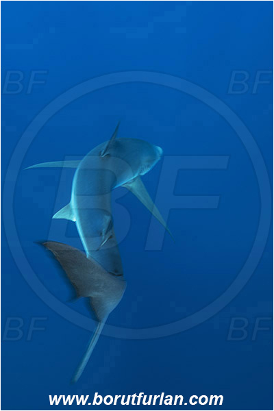 Azores, Portugal, Atlantic ocean, Prionace glauca, Prionace, Carcharhinidae, Elasmobranchii, Blue shark, Shark, Fish, Tail