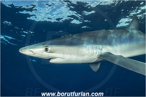 Azores, Portugal, Atlantic ocean, Prionace glauca, Prionace, Carcharhinidae, Elasmobranchii, Blue shark, Shark, Fish, Portrait