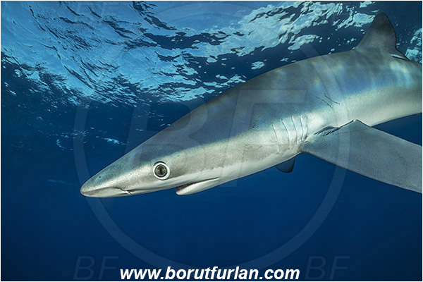 Azores, Portugal, Atlantic ocean, Prionace glauca, Prionace, Carcharhinidae, Elasmobranchii, Blue shark, Shark, Fish, Portrait