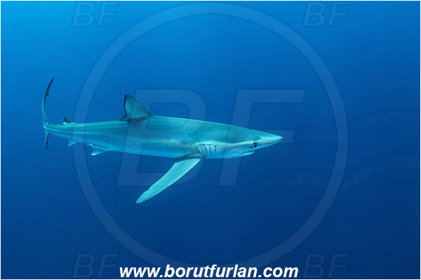 Azores, Portugal, Atlantic ocean, Prionace glauca, Prionace, Carcharhinidae, Elasmobranchii, Blue shark, Shark, Fish