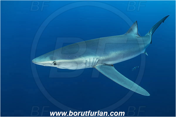 Azores, Portugal, Atlantic ocean, Prionace glauca, Prionace, Carcharhinidae, Elasmobranchii, Blue shark, Shark, Fish