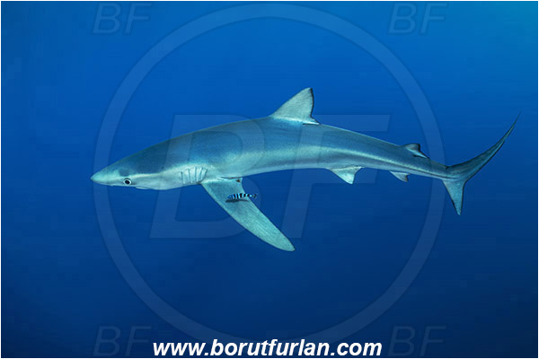 Azores, Portugal, Atlantic ocean, Prionace glauca, Prionace, Carcharhinidae, Elasmobranchii, Blue shark, Shark, Fish