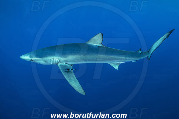 Azores, Portugal, Atlantic ocean, Prionace glauca, Prionace, Carcharhinidae, Elasmobranchii, Blue shark, Shark, Fish