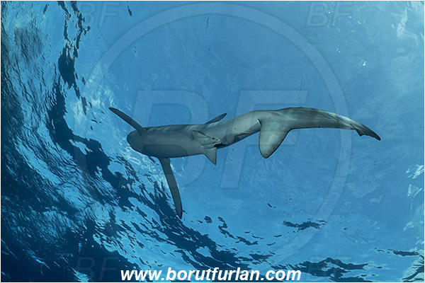 Azores, Portugal, Atlantic ocean, Prionace glauca, Prionace, Carcharhinidae, Elasmobranchii, Blue shark, Shark, Fish, Tail
