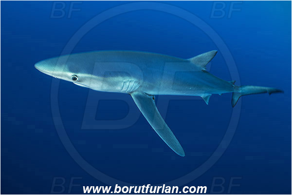Azores, Portugal, Atlantic ocean, Prionace glauca, Prionace, Carcharhinidae, Elasmobranchii, Blue shark, Shark, Fish