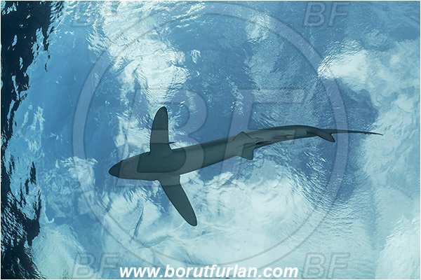 Azores, Portugal, Atlantic ocean, Prionace glauca, Prionace, Carcharhinidae, Elasmobranchii, Blue shark, Shark, Fish
