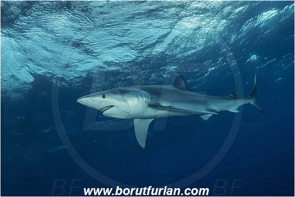 Azores, Portugal, Atlantic ocean, Prionace glauca, Prionace, Carcharhinidae, Elasmobranchii, Blue shark, Shark, Fish